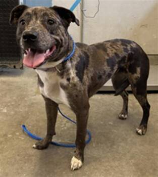 SATURN -  Pit Bull Terrier and Catahoula Leopard Dog Dog for Adoption in Camarillo, California - SATURN | PetCurious