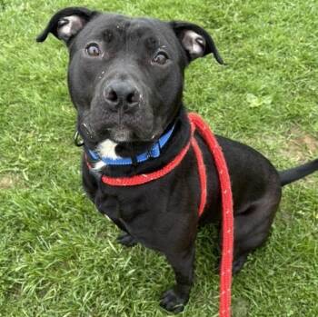 Terrier Dogs Available for Adoption in North Syracuse, New York - Hayes | PetCurious