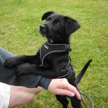 Amy -  Black Labrador Retriever and Golden Retriever Dog for Adoption in Park Falls, Wisconsin - Amy | PetCurious