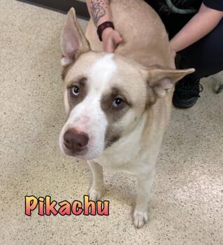 Pikachu -  Husky Dog for Adoption in Muncie, Indiana - Pikachu | PetCurious
