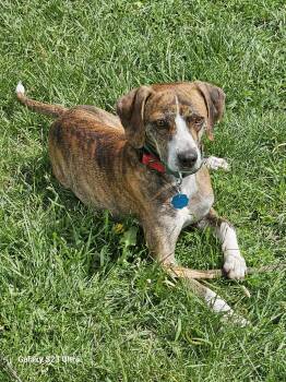 Rescue Plott Hound Dogs for Adoption in Waterloo, Iowa - Monty | PetCurious