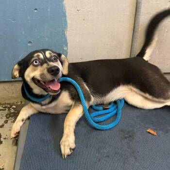 HAZELNUT -  Siberian Husky and German Shepherd Dog Dog for Adoption in Camarillo, California - HAZELNUT | PetCurious