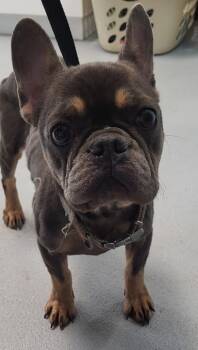French Bulldog Dogs Available for Adoption - Pen 237 Gina | PetCurious