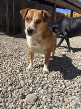 Jack Russell Terrier and Beagle Dogs Available for Adoption in Bellaire, Michigan - Beethoven | PetCurious