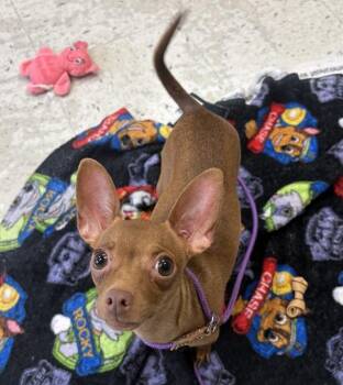*Pipsqueak* -  Chihuahua Dog for Adoption in Salt Lake City, Utah - *Pipsqueak* | PetCurious