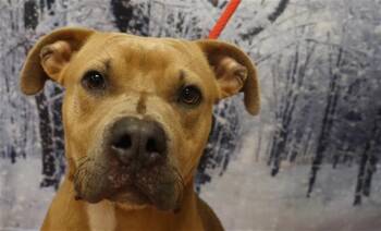 FISHER -  Mixed Breed Dog Available for Adoption in Columbia, South Carolina - FISHER | PetCurious