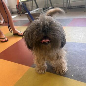 Mixed Breed Dogs Available for Adoption in West Chester, Pennsylvania - Bally | PetCurious