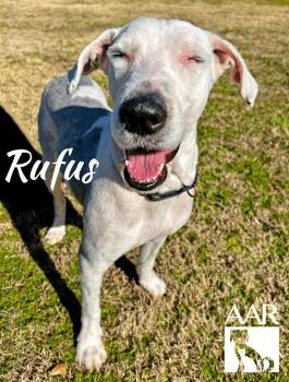 Sheep Dog Dogs Available for Adoption - Rufus | PetCurious