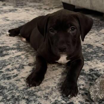 Panda Paws -  Pit Bull Terrier and Great Dane Dog for Adoption in Hilton, New York - Panda Paws | PetCurious