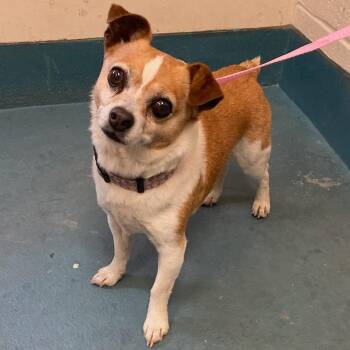 Mixed Breed Dogs Available for Adoption in Memphis, Tennessee - BUDDI | PetCurious