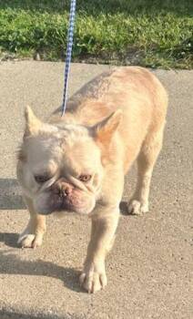 FLUFFY ALVIN -  French Bulldog Dog for Adoption in Elyria, Ohio - FLUFFY ALVIN | PetCurious