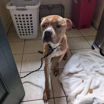 Del Taco -  Pit Bull Terrier Dog for Adoption in Pasadena, California - Del Taco | PetCurious