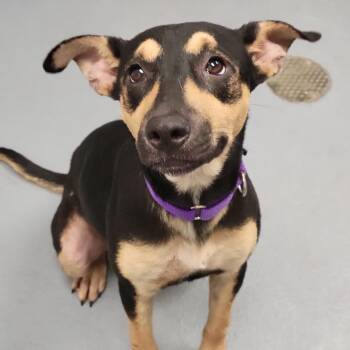 Buttermilk -  Mixed Breed Dog for Adoption in Sarasota, Florida - Buttermilk | PetCurious