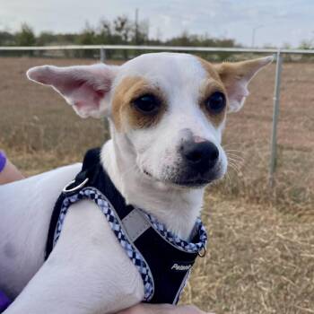 Phantom -  Chihuahua Dog for Adoption in Warren, Rhode Island - Phantom | PetCurious