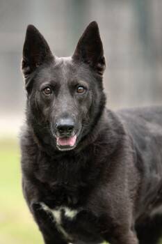 Shepherd and Labrador Retriever Dogs Available for Adoption - Lady Aurora | PetCurious