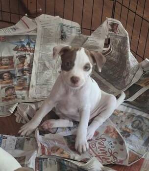 Natsu -  Mixed Breed Dog for Adoption in Honolulu, Hawaii - Natsu | PetCurious