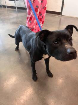 Pit Bull Terrier Dogs Available for Adoption in Clarksville, Tennessee - Marshy | PetCurious