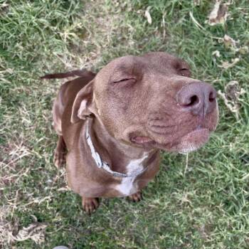 Rescue Chocolate Labrador Retriever Dogs for Adoption in Clovis, New Mexico - Buttercup | PetCurious