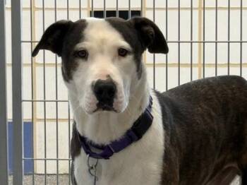 Basil -  Mixed Breed Dog for Adoption in Georgetown, Texas - Basil | PetCurious