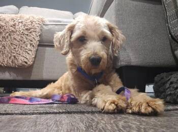 Goldendoodle Dogs Available for Adoption - Jazzy | PetCurious