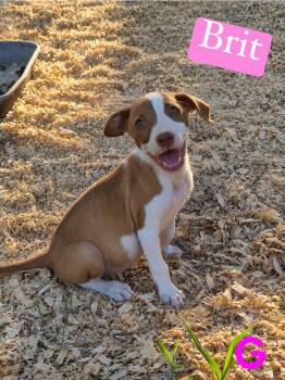 B litter Brit -  Pit Bull Terrier Dog for Adoption in Semmes, Alabama - B Litter Brit | PetCurious