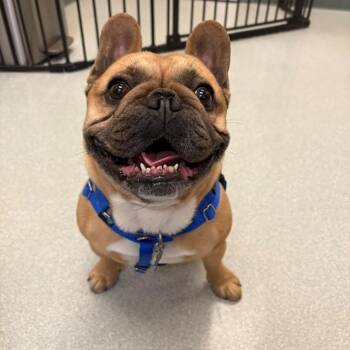YODA -  French Bulldog Dog for Adoption in Boston, Massachusetts - YODA | PetCurious