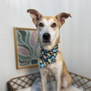 Labrador Retriever and Pit Bull Terrier Dogs Available for Adoption in Friendswood, Texas - Joey Golden Sweeter Than Apple Pie | PetCurious