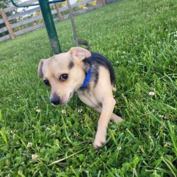Chihuahua and Mixed Breed Dogs Available for Adoption in Frankfort, Kentucky - Butch 5746 D | PetCurious