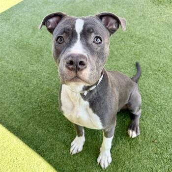 Rescue Pit Bull Terrier Dogs for Adoption in Hawthorne, California - Mas | PetCurious