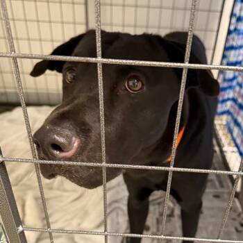 Brock -  Black Labrador Retriever and Mixed Breed Dog for Adoption in Marshall, Texas - Brock | PetCurious