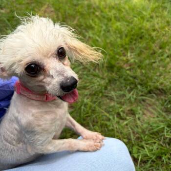 Maltese Dogs Available for Adoption in Houston, Texas - Alani | PetCurious