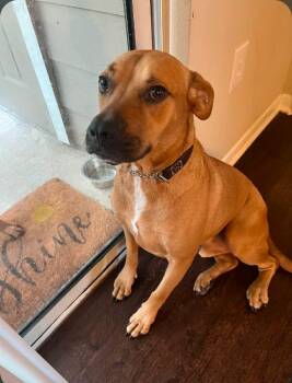 Obi -  Labrador Retriever and Pit Bull Terrier Dog for Adoption in Paramus, New Jersey - Obi | PetCurious