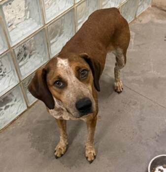 Roux -  Hound Dog for Adoption in Oakland, California - Roux | PetCurious