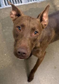 Mixed Breed Dogs Available for Adoption - Asha`rite | PetCurious