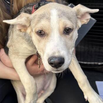 IRWIN -  Shepherd and Husky Dog for Adoption in Richmond, California - IRWIN | PetCurious