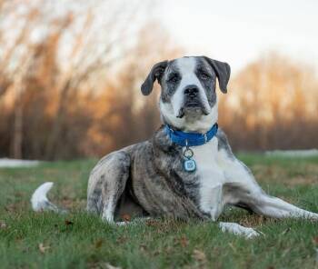 Rescue Great Dane and Boxer Dogs for Adoption in Columbia, Maryland - Cora Sponsored Fee | PetCurious