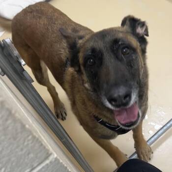 Mixed Breed Dogs Available for Adoption in Winston-salem, North Carolina - Penelope | PetCurious