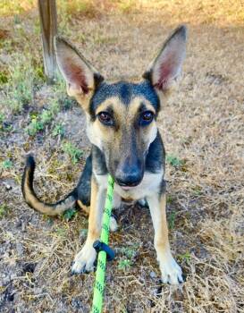 Thor -  German Shepherd Dog Dog for Adoption in Greeneville, Tennessee - Thor | PetCurious
