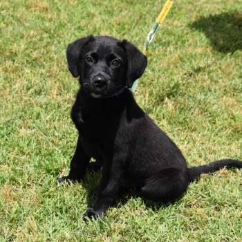 Raven -  Labrador Retriever Dog for Adoption in Searcy, Arkansas - Raven | PetCurious