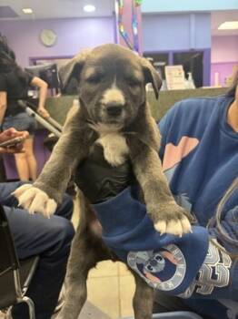 Rescue Shepherd and Mixed Breed Dogs for Adoption in El Paso, Texas - 59720224 | PetCurious