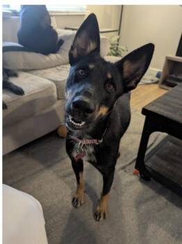 ZOEY -  Shepherd and Australian Cattle Dog Blue Heeler Dog for Adoption in Broomfield, Colorado - ZOEY | PetCurious