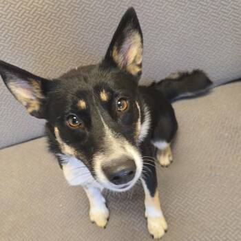 Macie -  Australian Shepherd and Mixed Breed Dog for Adoption in Normal, Illinois - Macie | PetCurious