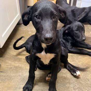 Finn -  Mixed Breed Dog for Adoption in Corinth, Mississippi - Finn | PetCurious