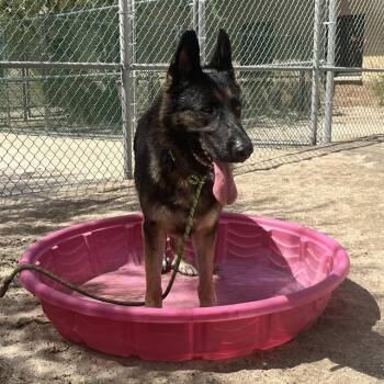 MARKY -  German Shepherd Dog and Mixed Breed Dog for Adoption in Thousand Palms, California - MARKY | PetCurious