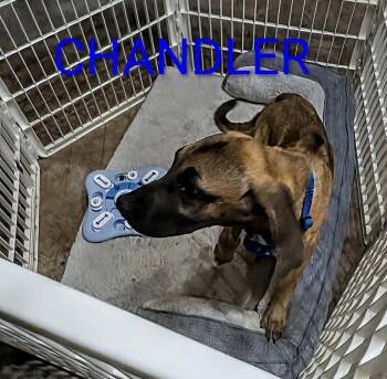 Chandler -  Shepherd and Great Dane Dog for Adoption in Thornton, Colorado - Chandler | PetCurious