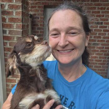 Caleb -  Spaniel Dog for Adoption in Thomasville, North Carolina - Caleb | PetCurious