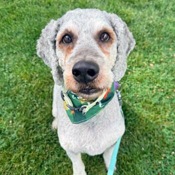 Wulver -  Mixed Breed Dog for Adoption in Murray, Utah - Wulver | PetCurious