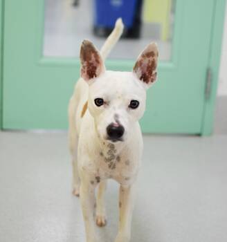 Atlas -  Chihuahua Dog for Adoption in Pontiac, Michigan - Atlas | PetCurious