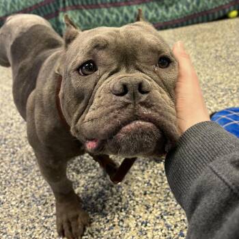 Mixed Breed Dogs Available for Adoption - China | PetCurious