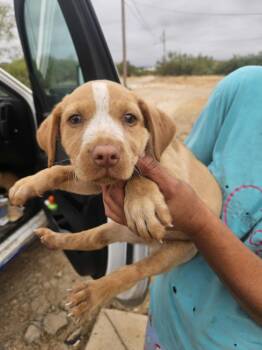 Rescue Labrador Retriever Dogs for Adoption in Brewster, New York - Harry (Honey's Litter) | PetCurious